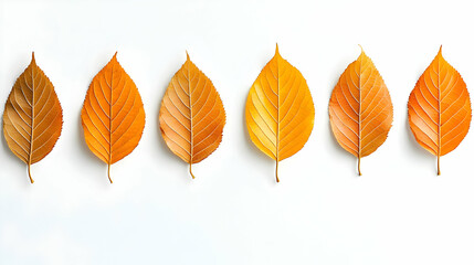Six Autumn Leaves in Gradient Color Arrangement on White Surface