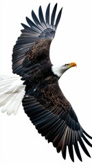Obraz premium Bald Eagle Soaring High Elegantly Against a Clean White Backdrop Showing Power Freedom and Grace