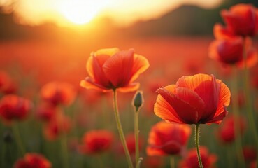 Obraz premium Field of red poppies illuminated by sunset light. Summer meadow landscape with blooming vibrant petals, idyllic spring bloom, symbol of remembrance day, peace, freedom and respect.