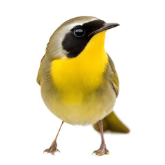 Fototapeta premium Common Yellowthroat AI Generated Image