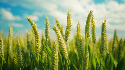 Obraz premium Green Wheat Field Early Growth Stage Under Blue Sky