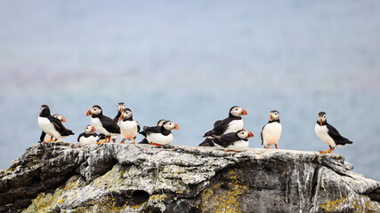 group of puffins