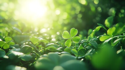 A sunlit, close-up scene of numerous shamrock leaves with a bright, ethereal glow against a blurred, light background.
