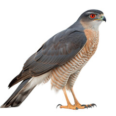 Cooper-s-Hawk AI Generated Image