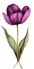 Watercolor Painting of a Single Dark Purple Tulip with Olive Green Leaves