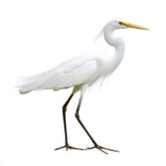 Fototapeta premium White Egret Bird on White Background Elegant Posture and Long Neck