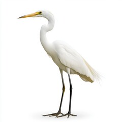 Naklejka premium White Egret Bird on White Background Detailed View