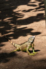 iguana 