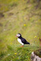 Fototapeta premium atlantic puffin or common puffin