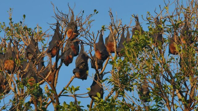 Rows of grey headed flying foxes Pteropus poliocephalus hanging from tree in Botanic Park in Adelaide, South Australia, Australia