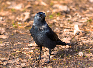 Communication between a jackdaw and a photographer.
