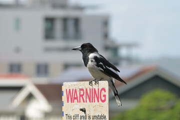 Wild Bird Perched on Warning Sign in City Neibourhood