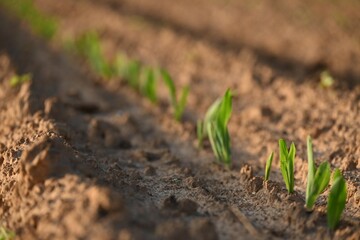Young corn seedling at sunset.