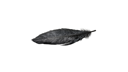 Black feather on white background
