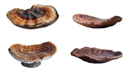 Obraz premium Reishi mushroom on white background 