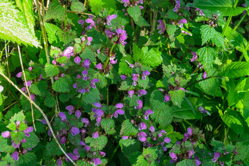 Purple dead-nettle flowers bloom amidst lush green foliage near mountain peak Reitereck, Carinthia, Austria, capturing the natural beauty of the Ankogelgruppe and Lieser-Maltatal region. Austrian Alps