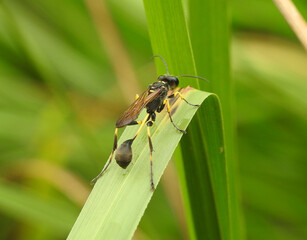 Mud Dauber Wasp (Sceliphron destillatorium) on green leaf