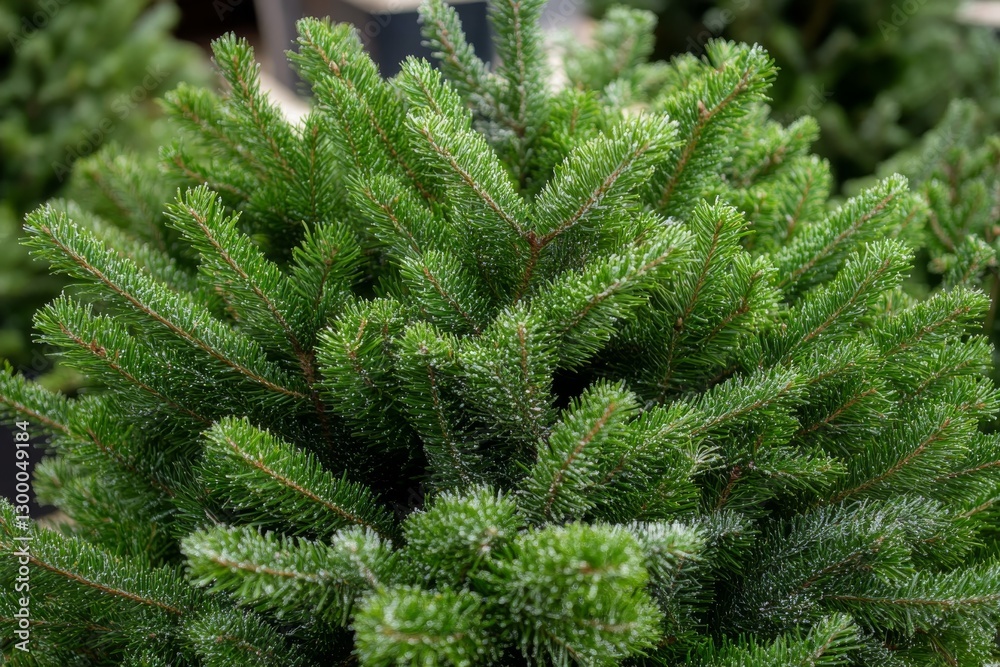 Poster lush fir tree branches with frosted tips fill the frame, highlighting their texture and vibrant gree