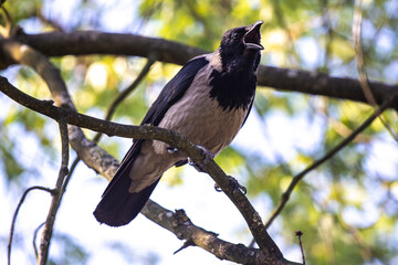 The gray crow communicates with a person.