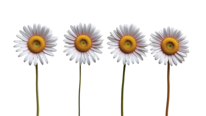 Daisy flowers with white petals and yellow centers isolated on white background, botanical illustration with symmetrical arrangement in studio photography