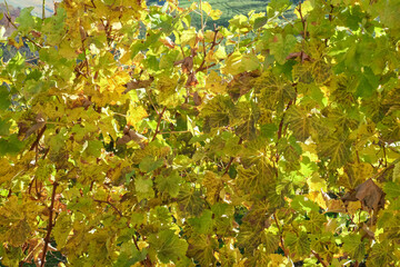 Golden vine leaves adorn the vineyard in Ratsch an der Weinstrasse, Styria, Austria, during the autumn season. The vibrant foliage creates a picturesque scene, highlighting the beauty of the landscape
