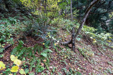 Historic old road &ldquo;Salt Road&rdquo; which is also a long distance hiking course and its surroundings