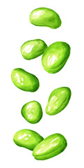 Falling  Fresh Edamame beans. Hand drawn watercolor illustration, isolated on white background