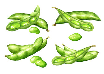 Fresh Edamame beans and pods set. Hand drawn watercolor illustration, isolated on white background
