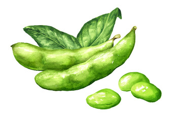 Heap of Fresh Edamame beans, pods and green leaves. Hand drawn watercolor illustration, isolated on white background