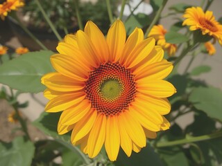 Obraz premium sunflower in the garden