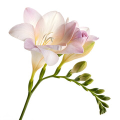 pink lotus isolated on white background