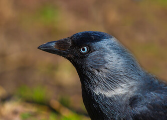 Look of a jackdaw.