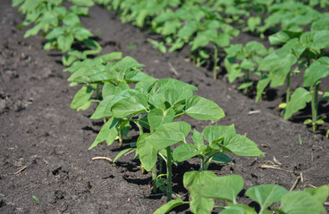 young sunflower on the field. young sunflower field