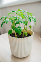 Growing tomatoes indoors. Homemade vegetables on the balcony. Home and space landscaping technologies. Seedlings in pots.