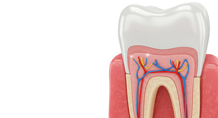 Understanding Tooth Anatomy Cross Section Structure for Health Education Materials
