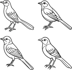 set of birds isolated on white background