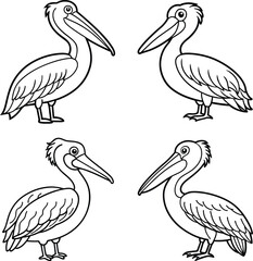 pelicans on a white background