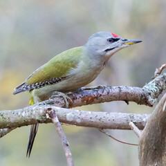 Grey-headed woodpecker 