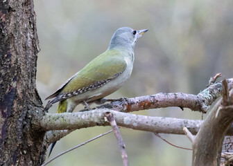 Grey-headed woodpecker 