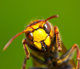 Beautiful big wasp. hornet, Vespa crabro L.
Dangerous for people and other animals.
The video shows the large jaws of a predatory insect.

