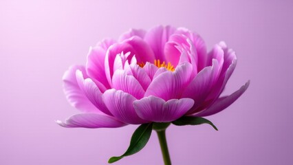 Obraz premium A vibrant purple peony in full bloom against a soft purple background.