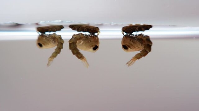 Pupa aedes mosquito swimming underwater.