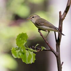 Greenish Warbler