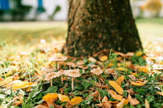 Honey mushrooms grow among fallen yellow leaves in an autumn park