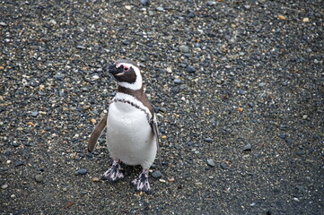 Portrait of Magellan penguin on the beach in Beagle Channel