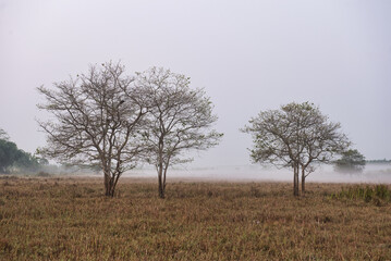 Fototapeta premium Trees in the meadow, beautiful morning light