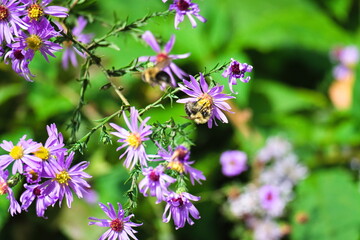 Bees pollinating purple flowers