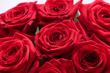 Bouquet of red roses.