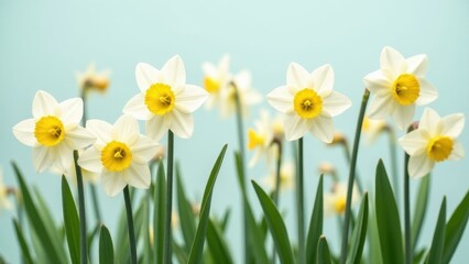 Obraz premium White daffodils with yellow centers in full bloom against a light blue background