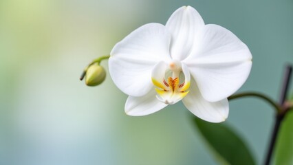 A close-up of a white orchid flower with a blurred background.